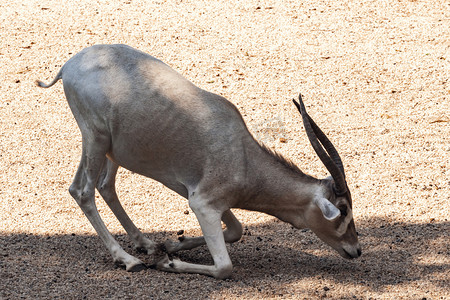 动物园内小羚羊动物路面拍摄摄影图配图
