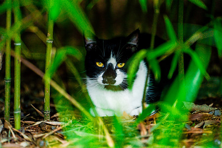 主题黑摄影照片_动物主题白昼一只猫户外竹林趴着注视镜头摄影图配图
