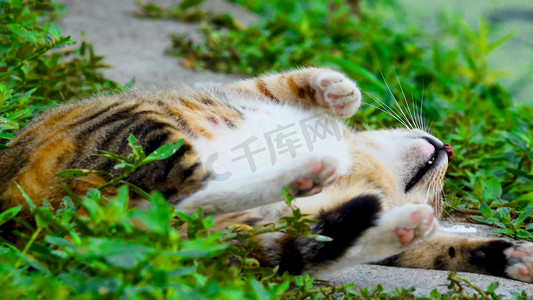 实拍野外躺着自由自在的中华田园猫土猫家猫动物