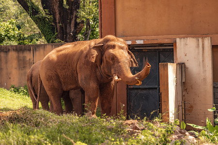 非洲大象行走动物路面拍摄摄影图配图