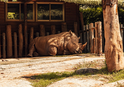非洲犀牛动物路面拍摄摄影图配图