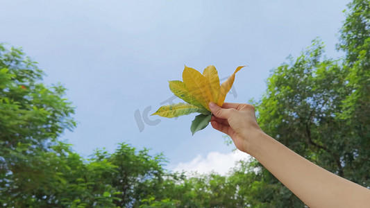 绿色渐变叶子摄影照片_初秋手拿金色绿色渐变树叶