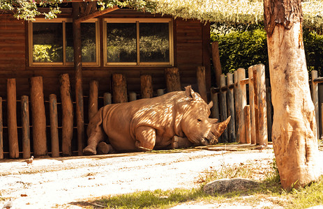 动物园内犀牛动物路面拍摄摄影图配图