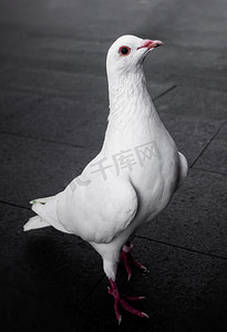 鸽子摄影图摄影照片_鸟类动物白鸽鸽子特写摄影图配图