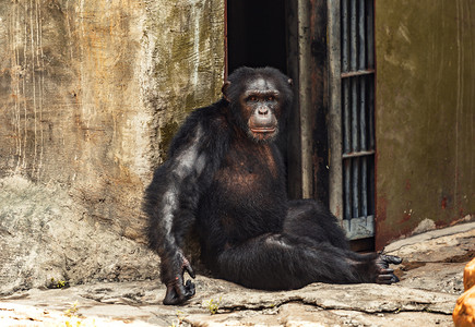 杂食摄影照片_园内黑猩猩动物路面拍摄摄影图配图