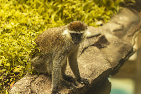 印度神猴动物路面拍摄摄影图配图