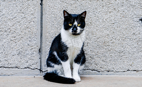 动物主题白昼一只猫户外墙根注视镜头摄影图配图