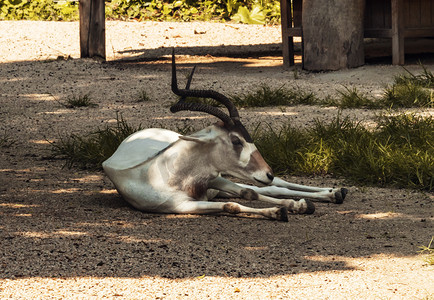 大羚羊休息动物路面拍摄摄影图配图