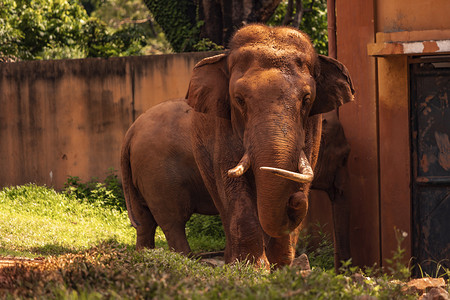 非洲大象公象上午动物路面拍摄摄影图配图