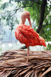 动物园白天红鹮树上平台梳理羽毛摄影图配图
