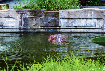 水里河马摄影照片_广州广州动物园一头河马在湖水里游玩摄影图配图
