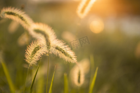 逆光下的狗尾巴草夕阳草田里无摄影图配图