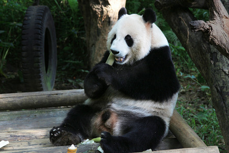 教育基地摄影照片_动物园白天大熊猫平台上吃竹子摄影图配图