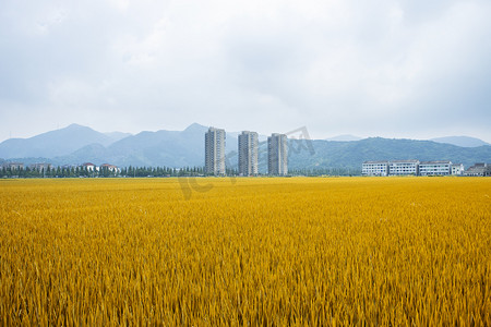 芒种篆书摄影照片_金色稻田下午稻田农村无摄影图配图