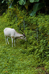 广州广州动物园旋角羚在草地上吃草摄影图配图