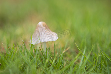 草地蘑菇早上蘑菇树林无摄影图配图