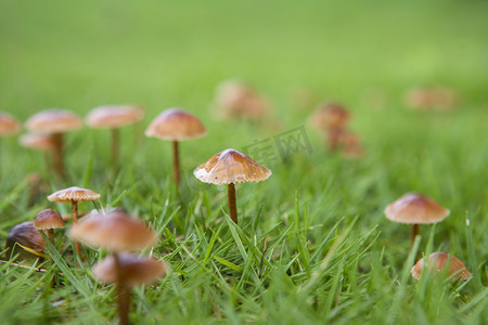 杂草摄影照片_草地上的蘑菇下午蘑菇公园无摄影图配图