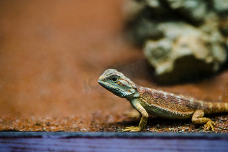 广州广州动物园一条蜥蜴在地上觅食摄影图配图