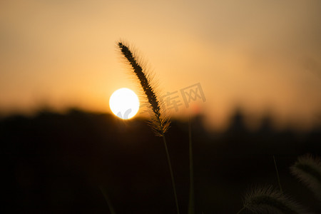 植物剪影摄影照片_狗尾巴草剪影夕阳草田里无摄影图配图