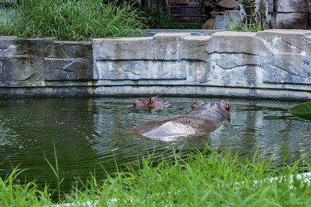 水里河马摄影照片_广州广州动物园两只河马在湖水里游玩摄影图配图