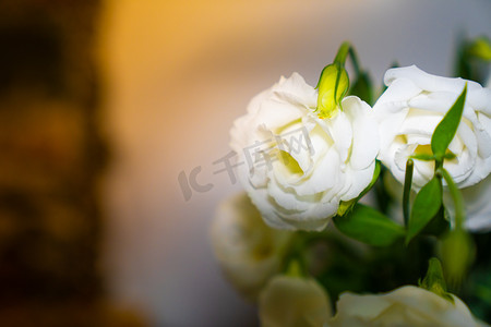 玫瑰花粥摄影照片_情人节白色玫瑰花下午白色玫瑰花室内摄影摄影图配图