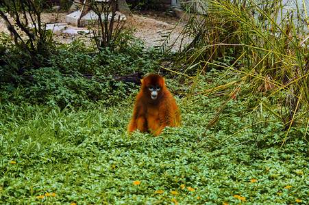 广州广州动物园金丝猴蹲在草地上张望摄影图配图