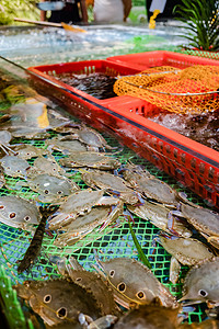 海鲜螃蟹海产市场食材摄影图配图