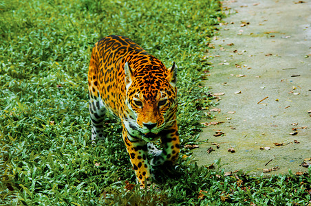 广州广州动物园美洲虎在草地上巡视摄影图配图