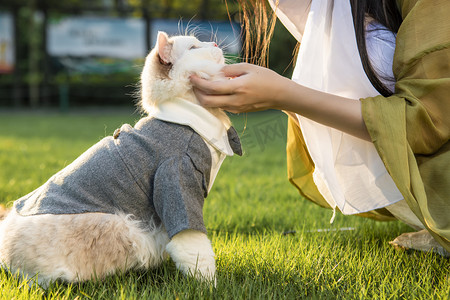 小猫咪的脚掌摄影照片_草地上猫咪下午锚机草地无摄影图配图