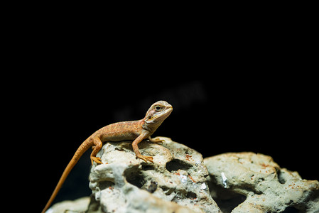 广州广州动物园一条蜥蜴爬行在石头上摄影图配图