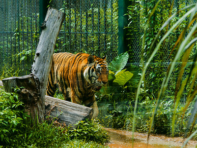 广州广州动物园华南虎在白天巡视摄影图配图