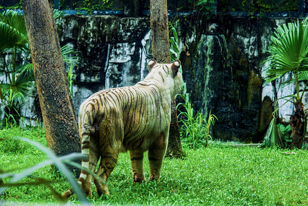 广州广州动物园孟加拉白虎在草地上狩猎摄影图配图