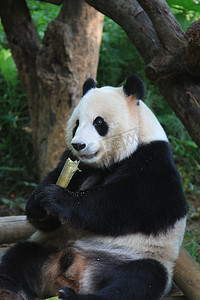 水墨竹子雨摄影照片_动物园白天大熊猫户外吃竹子摄影图配图