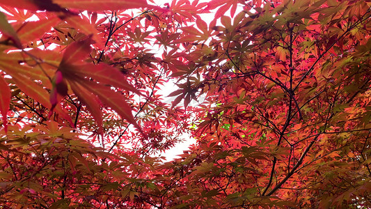 秋天红色枫林枫叶自然风景