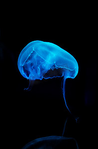 海洋世界生物水母动物摄影图配图