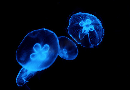 水母美丽海洋世界生物摄影图配图