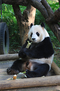 科普摄影照片_动物园白天大熊猫户外平台上吃竹子摄影图配图