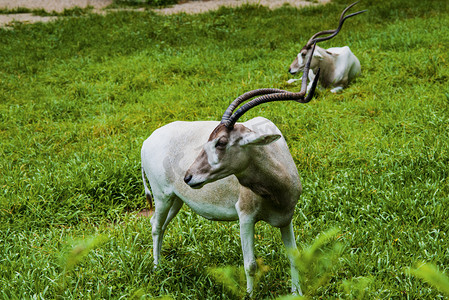 眺望苍穹摄影照片_广州广州动物园两头旋角羚在草地上眺望摄影图配图