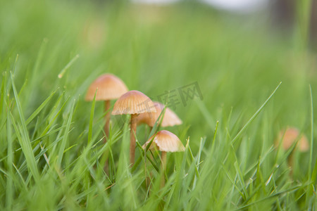 微观植物摄影照片_公园小蘑菇下午蘑菇草地无摄影图配图