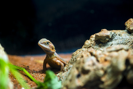 广州广州动物园一条蜥蜴在地上爬行摄影图配图