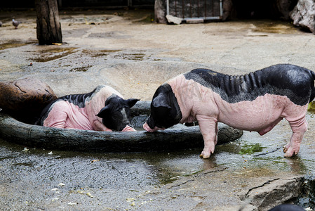 广州广州动物园两只香猪在地上游玩摄影图配图