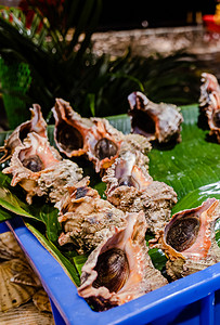 海鲜海产狮子螺生鲜食材摄影图配图