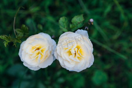 白色玫瑰花园摄影图配图