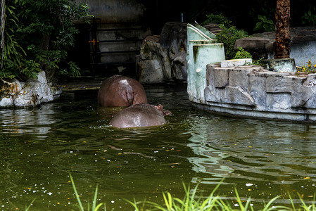广州广州动物园两头河马在水里游玩摄影图配图