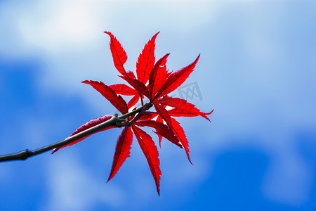 白天户外枫叶在秋天生长摄影图配图