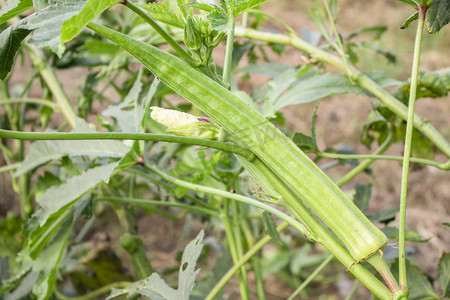 秋葵种植摄影照片_蔬菜白天秋葵田地蔬菜实拍摄影图配图