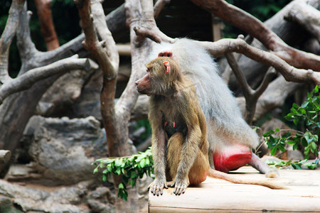 教育基地摄影照片_动物园白天两只狒狒木架上坐摄影图配图