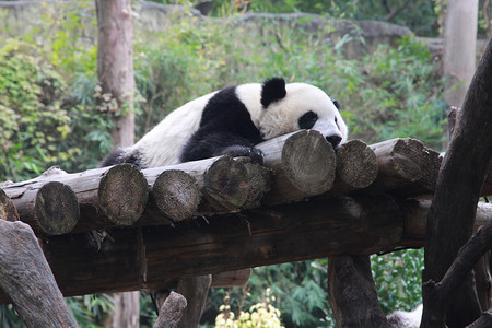 摄影照片_动物园白天大熊猫木头平台趴着睡觉摄影图配图