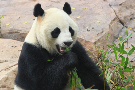 科普摄影照片_动物园白天大熊猫户外活动区吃竹子摄影图配图