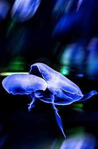 世界生物摄影照片_海洋世界生物动物水母摄影图配图